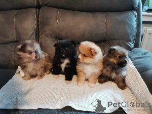 Photo №4. I will sell pomeranian in the city of Калифорния Сити. private announcement, breeder - price - 400$