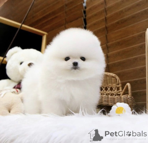 Photo №2 to announcement № 163537 for the sale of pomeranian - buy in Germany 