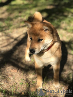 Additional photos: SHIBA INU PUPPIES RKF