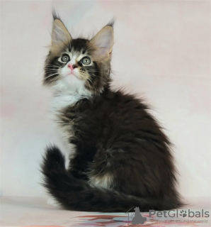 Photo №2 to announcement № 11570 for the sale of maine coon - buy in Russian Federation from nursery, breeder