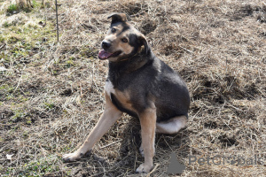Photo №3. The dogs dog is waiting for loving owners.. Russian Federation