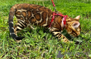 Photo №2 to announcement № 113542 for the sale of bengal cat - buy in Germany private announcement