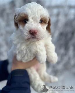 Photo №2 to announcement № 121592 for the sale of labradoodle - buy in United Kingdom from the shelter