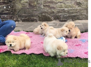Photo №1. chow chow - for sale in the city of Bremervörde | 361$ | Announcement № 171440