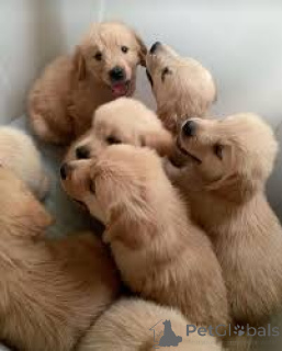 Photo №1. golden retriever - for sale in the city of Paris | 1032$ | Announcement № 163898
