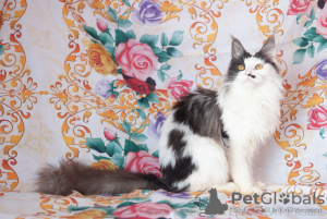 Photo №2 to announcement № 7063 for the sale of maine coon - buy in Russian Federation from nursery