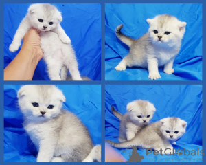 Photo №1. scottish fold - for sale in the city of Minsk | negotiated | Announcement № 67223