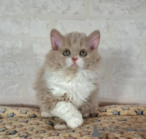 Photo №1. selkirk rex shorthair - for sale in the city of Gefrees | 361$ | Announcement № 177607