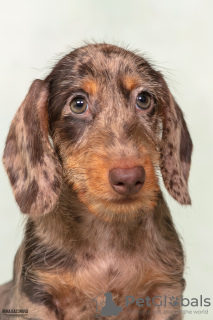 Photo №4. I will sell dachshund in the city of Москва. breeder - price - 716$