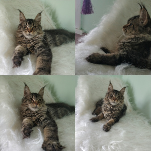 Photo №1. maine coon - for sale in the city of Blagoveshchensk | negotiated | Announcement № 3088