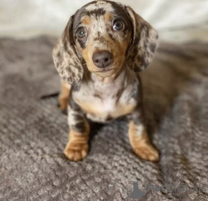 Photo №1. dachshund - for sale in the city of Washington | 850$ | Announcement № 50808
