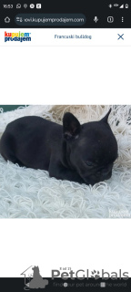 Additional photos: French bulldog puppies