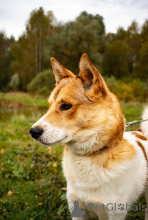 Photo №4. I will sell non-pedigree dogs in the city of Москва. private announcement - price - Is free