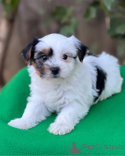 Photo №1. yorkshire terrier - for sale in the city of Herentals | 424$ | Announcement № 136734