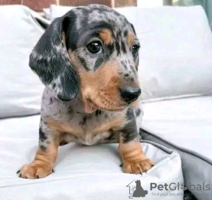 Photo №1. dachshund - for sale in the city of Quakers Hill | 250$ | Announcement № 129454