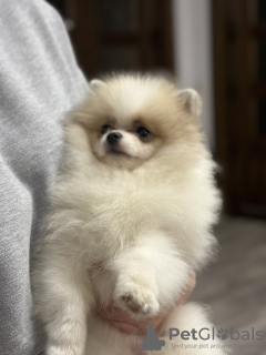 Additional photos: Pomeranian Pomeranian Teddy