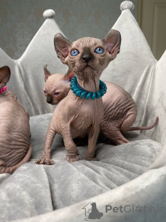 Photo №4. I will sell sphynx cat in the city of Братислава.  - price - Is free