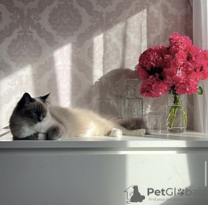 Photo №1. birman - for sale in the city of Munich | 423$ | Announcement № 109757