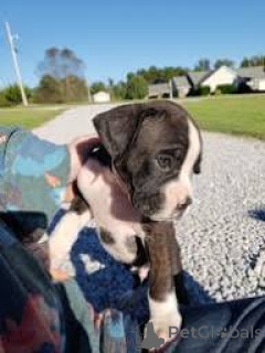 Photo №3. Beautiful Boxer puppies for sale.. United Kingdom