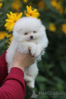 Photo №1. pomeranian - for sale in the city of Minsk | 226$ | Announcement № 174444
