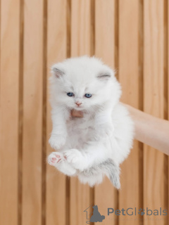 Photo №3. Cute Ragdoll Kitten. Finland