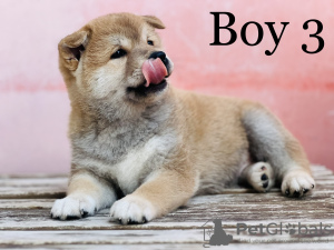 Photo №2 to announcement № 50606 for the sale of shiba inu - buy in Hungary private announcement