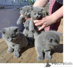 Photo №1. british shorthair - for sale in the city of Appenzell | 361$ | Announcement № 169315
