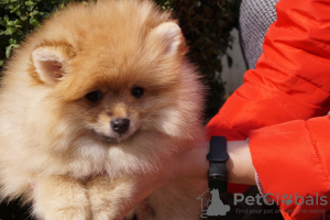 Photo №2 to announcement № 43102 for the sale of pomeranian - buy in Russian Federation breeder