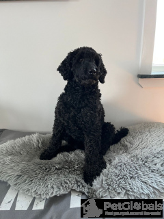 Photo №2 to announcement № 134473 for the sale of chihuahua - buy in France private announcement