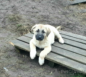 Photo №2 to announcement № 34546 for the sale of anatolian shepherd - buy in Ukraine from nursery, breeder