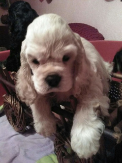 Photo №2 to announcement № 5347 for the sale of american cocker spaniel - buy in Russian Federation breeder