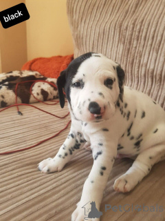 Photo №1. dalmatian dog - for sale in the city of Kvistofta | 1239$ | Announcement № 168268