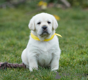 Additional photos: Piękne szczenięta labradora retrievera