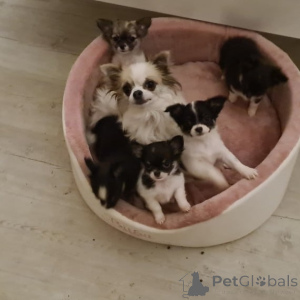 Photo №2 to announcement № 146087 for the sale of non-pedigree dogs - buy in Germany private announcement