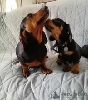 Photo №2 to announcement № 51102 for the sale of dachshund - buy in United States private announcement