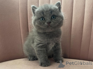 Photo №1. british longhair - for sale in the city of Donzdorf | 361$ | Announcement № 169549