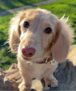 Photo №1. dachshund - for sale in the city of Rome | 370$ | Announcement № 110938