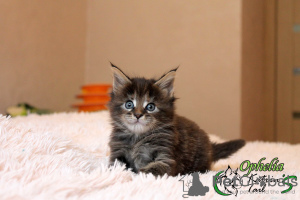 Photo №4. I will sell maine coon in the city of St. Petersburg. private announcement, from nursery, breeder - price - 442$