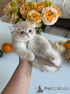 Photo №1. british shorthair - for sale in the city of Zürich | negotiated | Announcement № 178098
