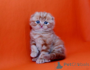 Photo №2 to announcement № 93600 for the sale of scottish fold - buy in Germany private announcement, breeder