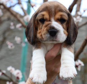 Photo №3. Outstanding Male And Female Beagle Puppies For Pet Loving Homes  These puppies. Germany