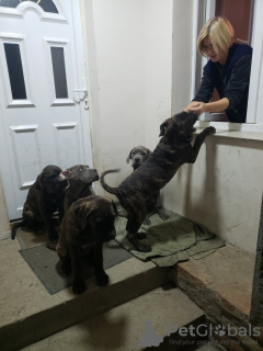 Photo №4. I will sell cane corso in the city of Belgrade. private announcement - price - Is free