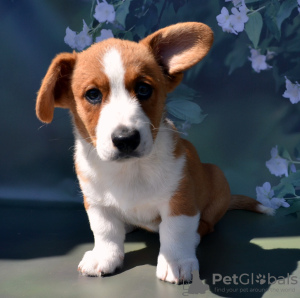 Photo №1. welsh corgi - for sale in the city of Руза | 781$ | Announcement № 54517