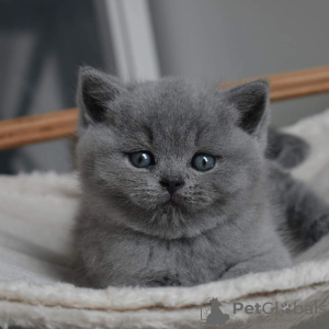 Photo №4. I will sell british shorthair in the city of L'Isle-d'Espagnac. breeder - price - 182$