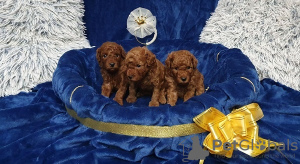 Additional photos: Mini and toy poodles