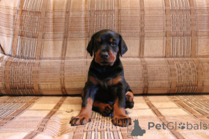Photo №1. non-pedigree dogs - for sale in the city of Pabianice | negotiated | Announcement № 167359
