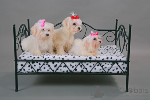 Photo №2 to announcement № 18142 for the sale of maltese dog - buy in United Kingdom private announcement