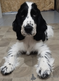 Photo №2 to announcement № 146566 for the sale of english cocker spaniel - buy in Belarus from nursery