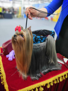 Photo №1. yorkshire terrier - for sale in the city of Izhevsk | Negotiated | Announcement № 5444