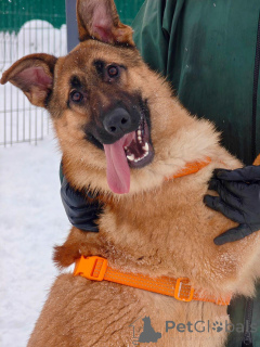 Photo №4. I will sell non-pedigree dogs in the city of Moscow river. private announcement - price - Is free